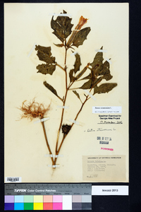 Datura stramonium image