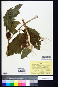 Datura stramonium image