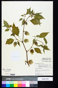 Physalis angulata image