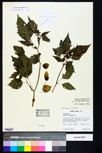 Physalis angulata image