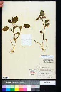 Physalis arenicola image