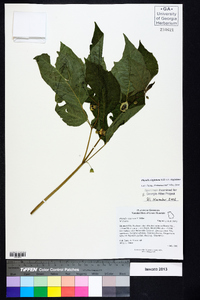 Physalis virginiana image