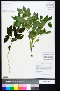 Physalis virginiana image