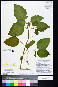 Physalis virginiana var. virginiana image