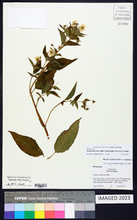 Lysimachia tonsa image