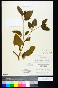 Physalis walteri image