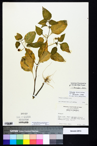 Solanum americanum image