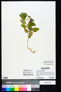 Solanum americanum image