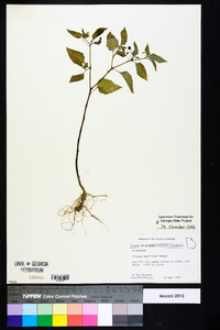 Solanum americanum image