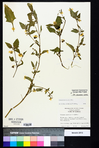 Solanum americanum image