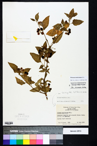 Solanum americanum image