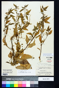 Solanum americanum image