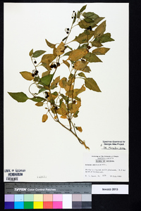 Solanum americanum image