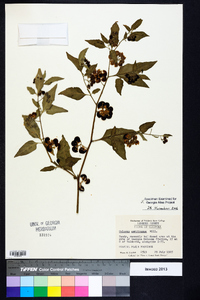 Solanum americanum image