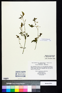 Solanum americanum image