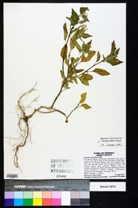 Solanum americanum image