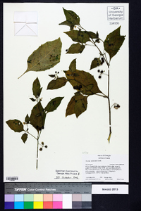 Solanum americanum image