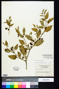 Solanum americanum image