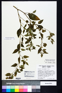 Solanum americanum image