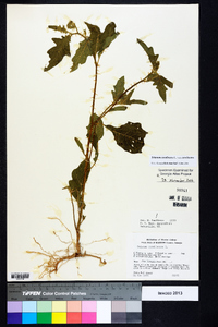 Solanum carolinense var. carolinense image