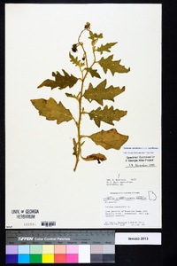 Solanum carolinense var. carolinense image