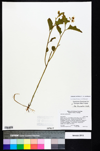 Solanum carolinense var. carolinense image