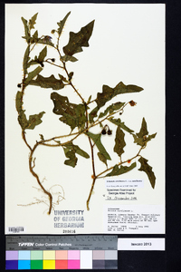 Solanum carolinense var. carolinense image