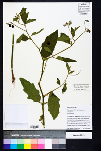 Solanum carolinense var. carolinense image