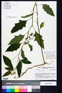 Solanum carolinense var. carolinense image