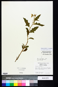 Solanum carolinense var. carolinense image