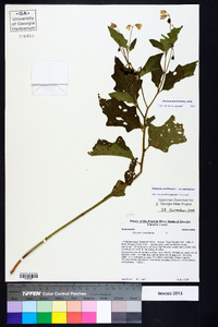 Solanum carolinense var. carolinense image