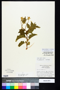 Solanum carolinense var. carolinense image