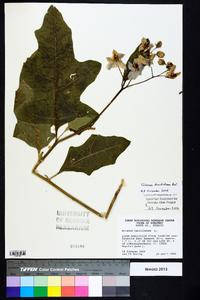 Solanum dimidiatum image