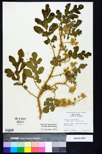 Solanum rostratum image