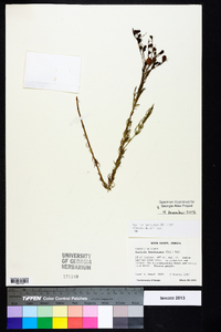 Agalinis fasciculata image