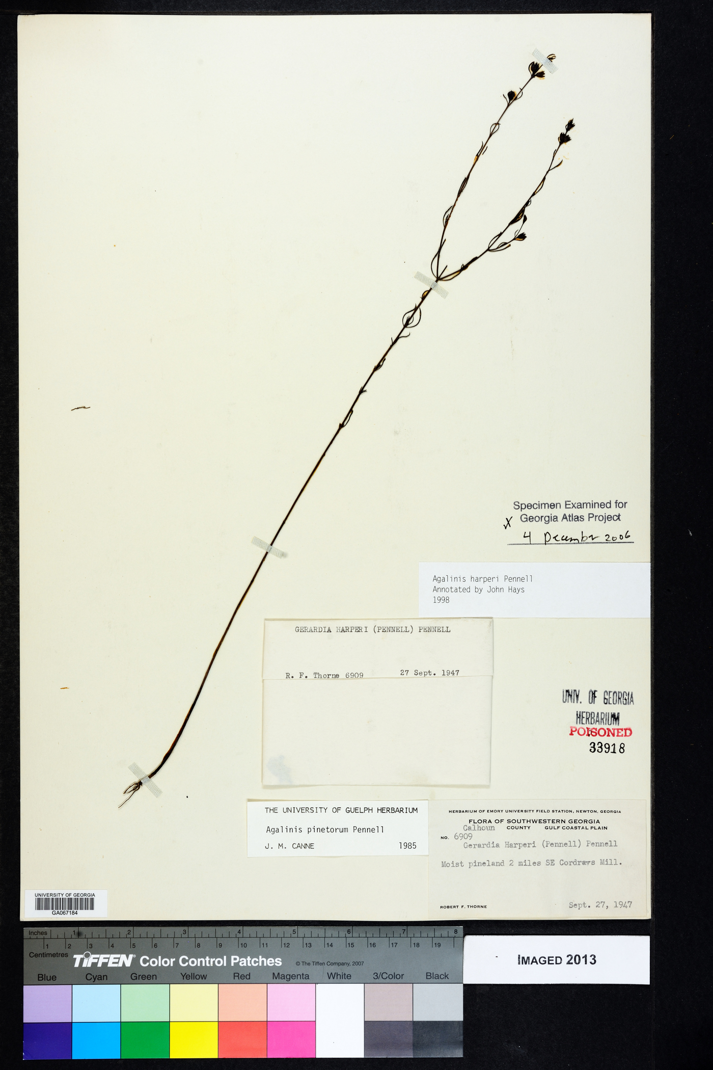 Agalinis pinetorum image