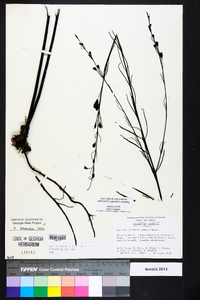 Agalinis linifolia image