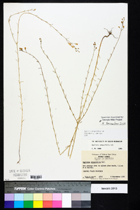 Agalinis obtusifolia image