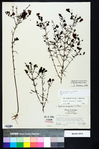 Agalinis purpurea image