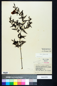 Aureolaria pectinata image
