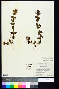 Bacopa caroliniana image