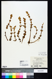 Bacopa caroliniana image