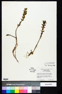 Bacopa caroliniana image