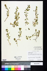 Bacopa monnieri image