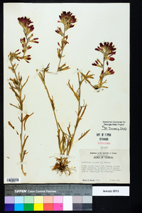 Castilleja coccinea image