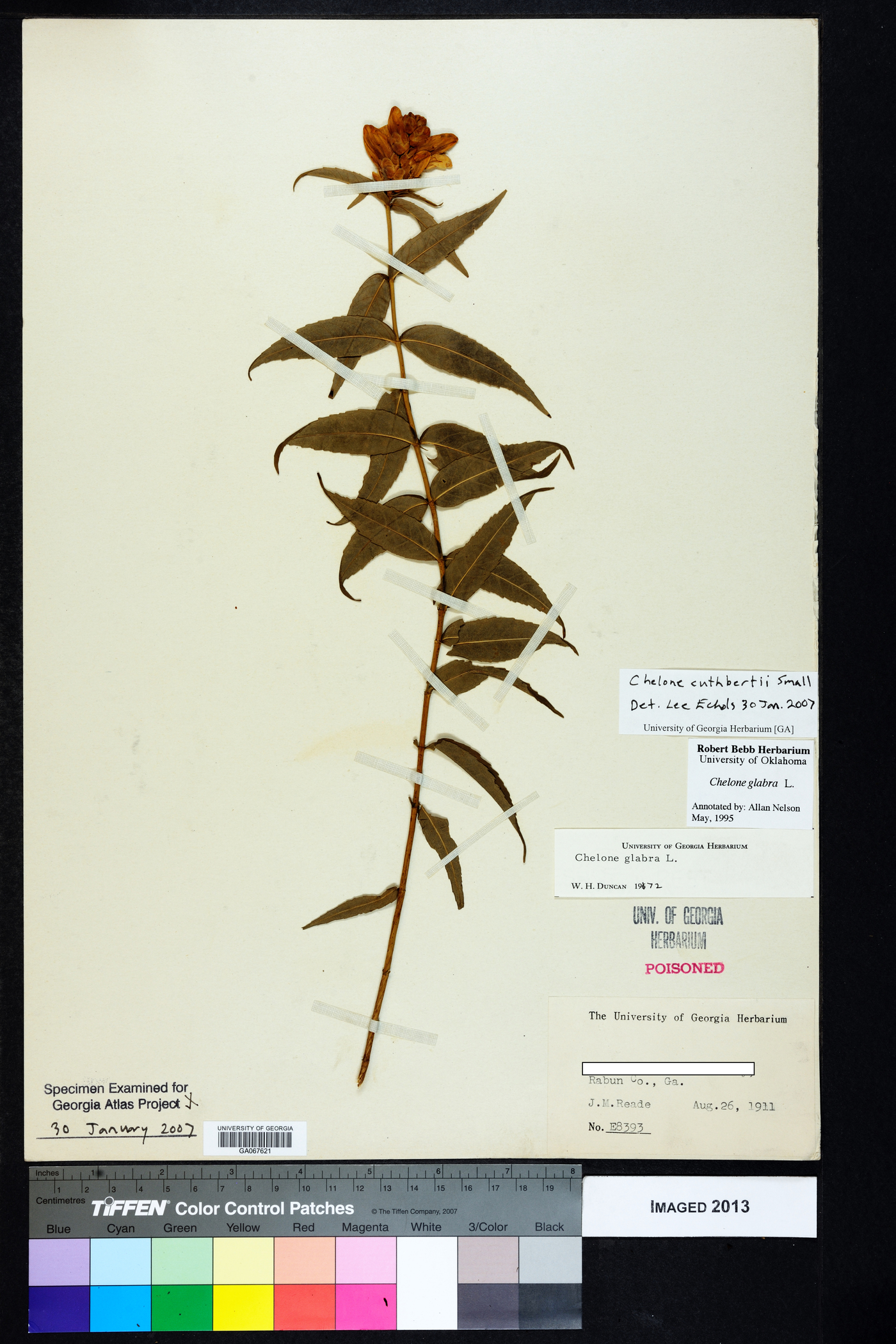 Chelone cuthbertii image