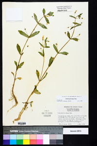 Gratiola floridana image