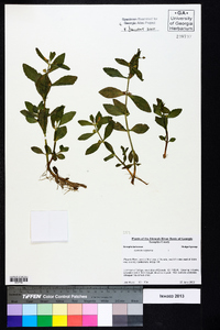 Gratiola virginiana image