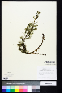 Limnophila sessiliflora image