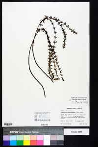 Limnophila sessiliflora image
